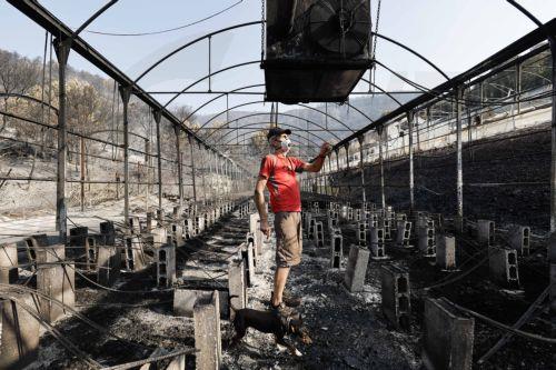 epa13141272 The owner of a nursery looks at the damage caused by the fire to his cultivation in Santa Barbara, Vilavella, Castellon, Spain, 30 July 2026, following the wild fire affecting the area. The fire, declared last 25 July 2026, is still out of control and has already burnt 9,300 hectares with a perimeter of 84km.  EPA/Manuel Bruque