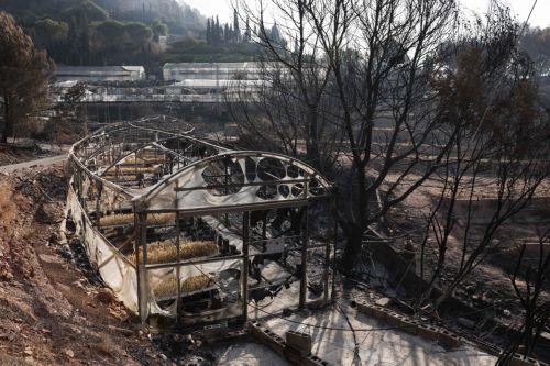 epa13141273 Nursery gardens destroyed by the fire in Santa Barbara, Vilavella, Castellon, Spain, 30 July 2026, following the wild fire affecting the area. The fire, declared last 25 July 2026, is still out of control and has already burnt 9,300 hectares with a perimeter of 84km.  EPA/Manuel Bruque
