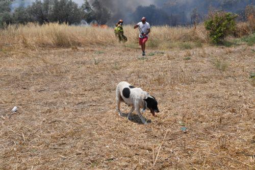 epa13144142 Firefighters battle a wildfire in the Fichtia area of Argolida in the Peloponnese region, Greece, 31 July 2026. Residents were ordered to evacuate toward Argos as 42 firefighters, including two teams from the 9th Special Forest Operations Unit (EMODE), 12 vehicles, four aircraft, and one helicopter battled the blaze with support from municipal...