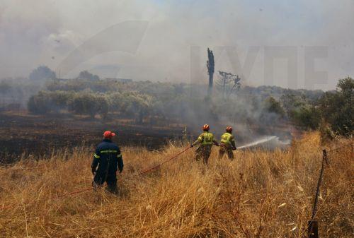 epa13144145 Firefighters battle a wildfire in the Fichtia area of Argolida in the Peloponnese region, Greece, 31 July 2026. Residents were ordered to evacuate toward Argos as 42 firefighters, including two teams from the 9th Special Forest Operations Unit (EMODE), 12 vehicles, four aircraft, and one helicopter battled the blaze with support from municipal...