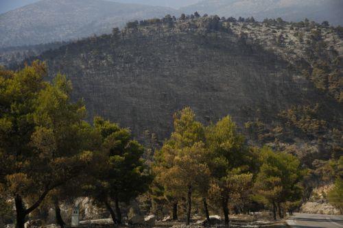 Καμένη δασική έκταση την επόμενη μέρα της πυρκαγιάς που έκαψε την παραθαλάσσια περιοχή του Πόρτο Γερμενό, περίπου 63 χιλιόμετρα δυτικά της Αθήνας, Δευτέρα 3 Αυγούστου 2026. Η πυρκαγιά που ξεκίνησε την Παρασκευή 31 Ιουλίου 2026 από τη Βοιωτία και επεκτάθηκε στην Δυτική Αττική έλαβε πολύ μεγάλες διαστάσεις κατακαίγοντας δασικές εκτάσεις και προκαλώντας...