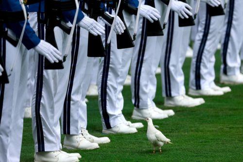 epaselect epa13175205 A pigeon lands on the grass as military cadets stand guard during a ceremony marking the 81st anniversary of Indonesia's Independence at the Presidential Palace in Jakarta, Indonesia, 17 August 2026. Indonesia gained independence from the Netherlands on 17 August 1945.  EPA/MAST IRHAM