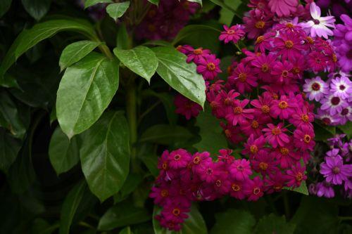 epa13243043 Spring flowers are seen in the Conservatory at Fitzroy Gardens, Melbourne, Australia, 16 September 2026.  EPA/JAMES ROSS AUSTRALIA AND NEW ZEALAND OUT