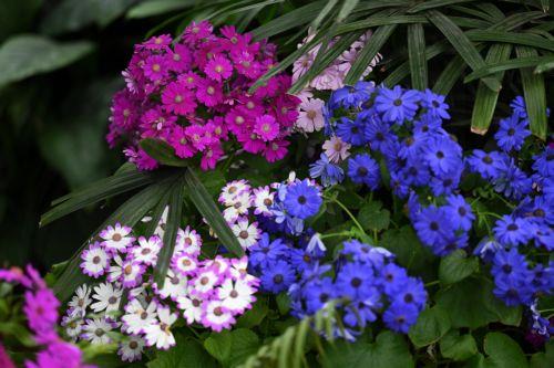 epa13243044 Spring flowers are seen in the Conservatory at Fitzroy Gardens, Melbourne, Australia, 16 September 2026.  EPA/JAMES ROSS AUSTRALIA AND NEW ZEALAND OUT