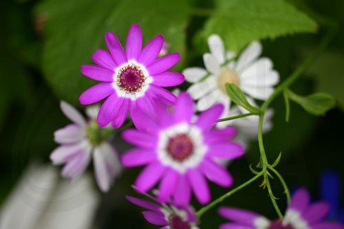 epa13243047 Spring flowers are seen in the Conservatory at Fitzroy Gardens, Melbourne, Australia, 16 September 2026.  EPA/JAMES ROSS AUSTRALIA AND NEW ZEALAND OUT