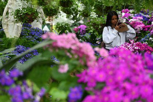 epa13243051 A person takes a photo amongst flowers in the Conservatory at Fitzroy Gardens in Melbourne, Australia, 16 September 2026.  EPA/JAMES ROSS AUSTRALIA AND NEW ZEALAND OUT