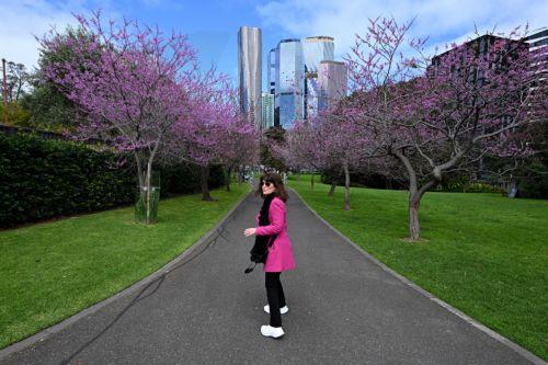 epa13243053 A person wearing a pink coat walks by cherry blossom trees in Melbourne, Australia, 16 September 2026.  EPA/JAMES ROSS AUSTRALIA AND NEW ZEALAND OUT