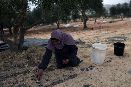 epa13309137 Palestinian families harvest their olive trees following a settlers' attack in Abu Falah, West Bank, 16 October 2026. According to Wafa, several Palestinians and a foreign journalist were injured in Israeli settler attacks on residents and olive pickers up to 3 locations in the central West Bank.  EPA/ATEF SAFADI