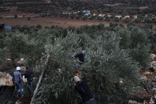 epa13309138 Palestinian families harvest their olive trees following a settlers' attack in Abu Falah, West Bank, 16 October 2026. According to Wafa, several Palestinians and a foreign journalist were injured in Israeli settler attacks on residents and olive pickers up to 3 locations in the central West Bank.  EPA/ATEF SAFADI