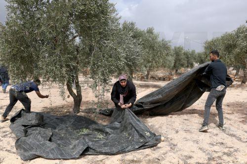 epa13309140 Palestinian families harvest their olive trees following a settlers' attack in Abu Falah, West Bank, 16 October 2026. According to Wafa, several Palestinians and a foreign journalist were injured in Israeli settler attacks on residents and olive pickers up to 3 locations in the central West Bank.  EPA/ATEF SAFADI