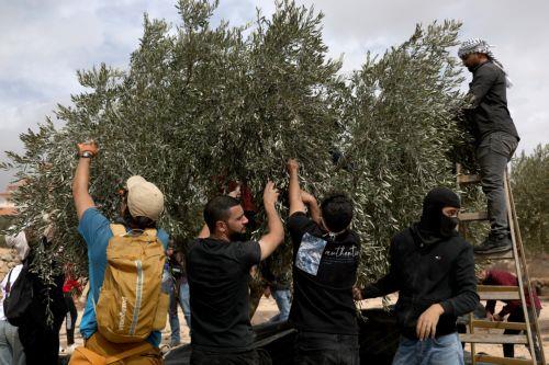 epa13309144 Palestinian families harvest their olive trees following a settlers' attack in Abu Falah, West Bank, 16 October 2026. According to Wafa, several Palestinians and a foreign journalist were injured in Israeli settler attacks on residents and olive pickers up to 3 locations in the central West Bank.  EPA/ATEF SAFADI