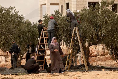 epa13309145 Palestinian families harvest their olive trees following a settlers' attack in Abu Falah, West Bank, 16 October 2026. According to Wafa, several Palestinians and a foreign journalist were injured in Israeli settler attacks on residents and olive pickers up to 3 locations in the central West Bank.  EPA/ATEF SAFADI