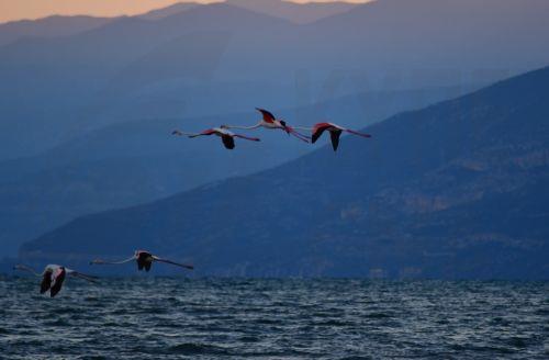 Φωτογραφία που δόθηκε σήμερα στη δημιότητα και εικονίζει φοινικόπτερα τα οποία έκαναν στάση για ξεκούραση στον Υδροβιότοπο της περιοχής μεταξύ του Ναυπλίου και της Νέας Κίου στην Αργολίδα, την Κυριακή 25 Σεπτεμβρίου 2022. Τα φλαμίνγκο την περίοδο αυτή μετακινούνται προς θερμότερες περιοχές ,όπως την Αφρική και την Αραβική χερσόνησο για να ξεχειμωνιάσουν....