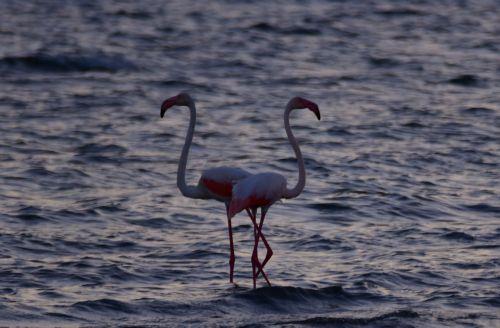 Φωτογραφία που δόθηκε σήμερα στη δημιότητα και εικονίζει φοινικόπτερα τα οποία έκαναν στάση για ξεκούραση στον Υδροβιότοπο της περιοχής μεταξύ του Ναυπλίου και της Νέας Κίου στην Αργολίδα, την Κυριακή 25 Σεπτεμβρίου 2022. Τα φλαμίνγκο την περίοδο αυτή μετακινούνται προς θερμότερες περιοχές ,όπως την Αφρική και την Αραβική χερσόνησο για να ξεχειμωνιάσουν....