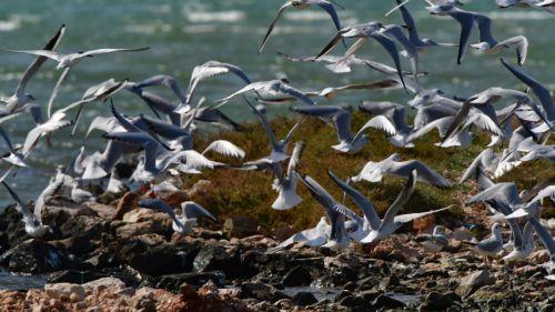 Γλάροι και γλαρόνια στον υδροβιότοπο Ναυπλίου-Νέας Κίου στην Αργολίδα, Σάββατο 1 Οκτωβρίου 2022. Κάθε χρόνο το πρώτο Σαββατοκύριακο του Οκτωβρίου διοργανώνεται στην Ευρώπη η Πανευρωπαϊκή Γιορτή των Πουλιών (EuroBirdwatch). Οι φίλοι του υγροτόπου Ναυπλίου - Νέας Κίου συμμετέχοντας  στην Πανευρωπαϊκή Γιορτή των Πουλιών διοργανώνουν την Κυριακή 2 Οκτωβρίου ...