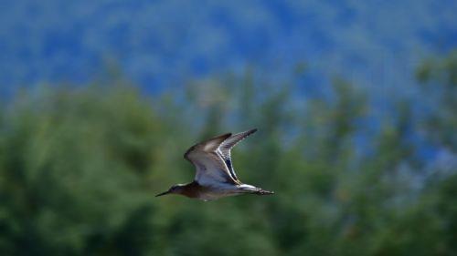 Πτηνό το είδος μαχητής στον υδροβιότοπο Ναυπλίου-Νέας Κίου στην Αργολίδα, Σάββατο 1 Οκτωβρίου 2022. Κάθε χρόνο το πρώτο Σαββατοκύριακο του Οκτωβρίου διοργανώνεται στην Ευρώπη η Πανευρωπαϊκή Γιορτή των Πουλιών (EuroBirdwatch). Οι φίλοι του υγροτόπου Ναυπλίου - Νέας Κίου συμμετέχοντας  στην Πανευρωπαϊκή Γιορτή των Πουλιών διοργανώνουν την Κυριακή 2 Οκτωβρίου ...