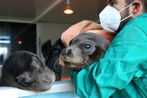 epa10314083 Minos and Hermes, two young male seals, are being treated by qualified staff in the facilities of the Hellenic Society for the Study and Protection of the Monk Seal (Mom), in Spata, some 30km west of Athens, Greece, 15 November 2022 (issued 19 November 2022). Hermes and Minos, two young seals found separated from their mothers, were taken to...