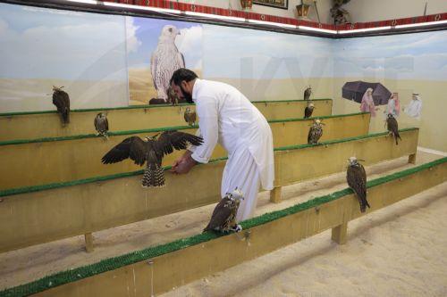 epa10348419 A Qatari falconer hold a Falcon at the Falcon market in Souq Waqif, an old marketplace in Doha, Qatar, 04 December 2022. The falcon is the national bird of Qatar and part of the culture of the Qatari people. The Falcon market in Souq Waqif offers special accessories and falcons sales and play as  one of the major tourists attractions of the...