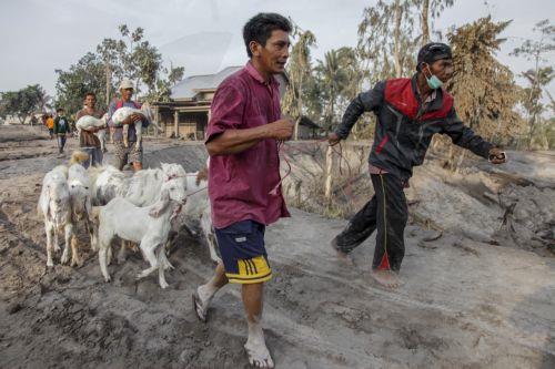 epa10349037 Villagers evacuate livestock from their village affected by the volcanic ash from the eruption of Mount Semeru, at Kajar Kuning village in Lumajang, East Java, Indonesia, 05 December 2022. Authorities has raised Mount Semeru alert status to the highest level following its eruption early on 04 December 2022 forcing around two thousands villagers...