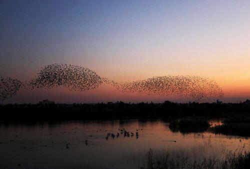 Πανέμορφες και φανταστικές εικόνες προσφέρουν στο κοινό, που βρίσκεται στη λίμνη της Βορόκληνης, τα εκατοντάδες ψαρόνια ή λαζούρια, που φτάνουν στην περιοχή, ειδικά πριν το ηλιοβασίλεμα, κάνοντας διάφορους σχηματισμούς, που φαίνεται να γίνονται για αμυντικούς σκοπούς. ΚΥΠΕ/ΚΑΤΙΑ ΧΡΙΣΤΟΔΟΥΛΟΥ