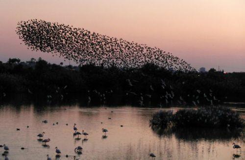 Πανέμορφες και φανταστικές εικόνες προσφέρουν στο κοινό, που βρίσκεται στη λίμνη της Βορόκληνης, τα εκατοντάδες ψαρόνια ή λαζούρια, που φτάνουν στην περιοχή, ειδικά πριν το ηλιοβασίλεμα, κάνοντας διάφορους σχηματισμούς, που φαίνεται να γίνονται για αμυντικούς σκοπούς. ΚΥΠΕ/ΚΑΤΙΑ ΧΡΙΣΤΟΔΟΥΛΟΥ