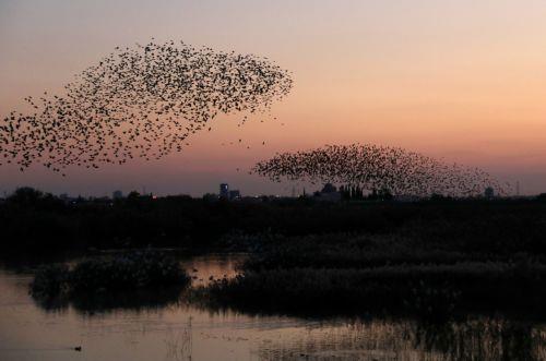 Πανέμορφες και φανταστικές εικόνες προσφέρουν στο κοινό, που βρίσκεται στη λίμνη της Βορόκληνης, τα εκατοντάδες ψαρόνια ή λαζούρια, που φτάνουν στην περιοχή, ειδικά πριν το ηλιοβασίλεμα, κάνοντας διάφορους σχηματισμούς, που φαίνεται να γίνονται για αμυντικούς σκοπούς. ΚΥΠΕ/ΚΑΤΙΑ ΧΡΙΣΤΟΔΟΥΛΟΥ