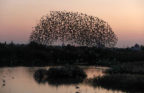 Πανέμορφες και φανταστικές εικόνες προσφέρουν στο κοινό, που βρίσκεται στη λίμνη της Βορόκληνης, τα εκατοντάδες ψαρόνια ή λαζούρια, που φτάνουν στην περιοχή, ειδικά πριν το ηλιοβασίλεμα, κάνοντας διάφορους σχηματισμούς, που φαίνεται να γίνονται για αμυντικούς σκοπούς. ΚΥΠΕ/ΚΑΤΙΑ ΧΡΙΣΤΟΔΟΥΛΟΥ