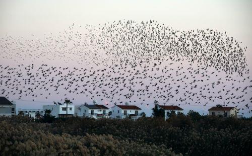 Πανέμορφες και φανταστικές εικόνες προσφέρουν στο κοινό, που βρίσκεται στη λίμνη της Βορόκληνης, τα εκατοντάδες ψαρόνια ή λαζούρια, που φτάνουν στην περιοχή, ειδικά πριν το ηλιοβασίλεμα, κάνοντας διάφορους σχηματισμούς, που φαίνεται να γίνονται για αμυντικούς σκοπούς. ΚΥΠΕ/ΚΑΤΙΑ ΧΡΙΣΤΟΔΟΥΛΟΥ