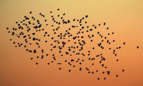 Πανέμορφες και φανταστικές εικόνες προσφέρουν στο κοινό, που βρίσκεται στη λίμνη της Βορόκληνης, τα εκατοντάδες ψαρόνια ή λαζούρια, που φτάνουν στην περιοχή, ειδικά πριν το ηλιοβασίλεμα, κάνοντας διάφορους σχηματισμούς, που φαίνεται να γίνονται για αμυντικούς σκοπούς. ΚΥΠΕ/ΚΑΤΙΑ ΧΡΙΣΤΟΔΟΥΛΟΥ