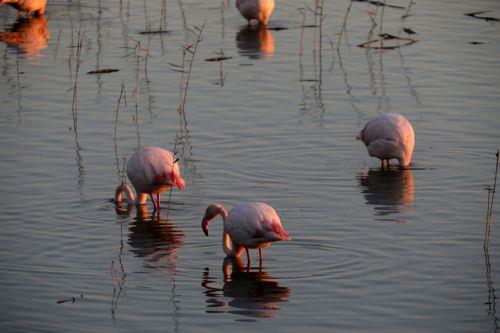 Φλαμίνγκος στη λίμνη Βορόκληνης, Τρίτη 24 Ιανουαρίου 2017. ΚΥΠΕ/ΚΑΤΙΑ ΧΡΙΣΤΟΔΟΥΛΟΥ