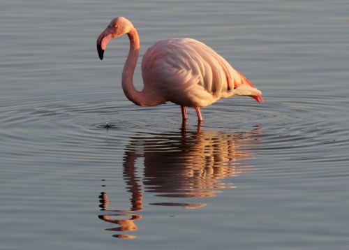 Φλαμίνγκο στη λίμνη Βορόκληνης, Τρίτη 24 Ιανουαρίου 2017. ΚΥΠΕ/ΚΑΤΙΑ ΧΡΙΣΤΟΔΟΥΛΟΥ