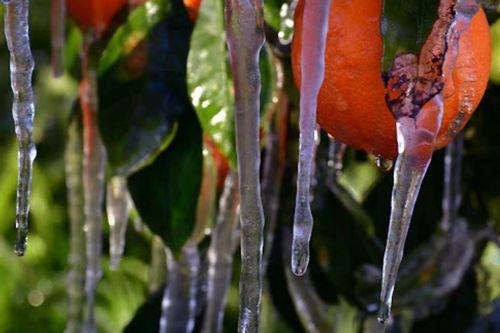 Παγετός σημειώθηκε στην Αργολίδα τις πρωινές ώρες με τον υδράργυρο να  φτάνει τους -3 βαθμούς Κελσίου στο μετεωρολογικό σταθμό της Πυργέλας στο Άργος, Πέμπτη 2 Φεβρουαρίου 2023.  Κατά τόπους μέσα στον Αργολικό κάμπο καταγράφηκαν από τους αγρότες ακόμα πιο χαμηλές θερμοκρασίες που άγγιξαν τους -4 ή και ακόμα τους -5 βαθμούς Κελσίου. ΑΠΕ-ΜΠΕ...