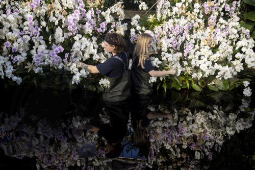 epa10444065 Horticulturists pose with an orchid floral display during a photocall for Kew Gardensâ€™ annual Orchid Festival at the Princess of Wales Conservatory in London, Britain, 02 February 2023. The festival displays Cameroonâ€™s biodiversity and features thousands of colourful orchids and it will run from 04 February to 05 March 2023.  EPA/TOLGA AKMEN