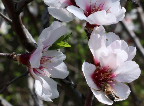 Χρώματα, αρώματα κι ένα μαγευτικό τοπίο γεμάτο ανθισμένες αμυγδαλιές. Και όλα αυτά σε ένα ανθισμένο λιβάδι στο δρόμο προς το χωριό Φικάρδου, Παρασκεή 10 Μαρτίου 2023. Τα ροζ λουλούδια που είναι Σφυρούιν (Lamium Amplexicaule ή το λάμιον το περίβλαστον), σε συνδυασμό με τις ανθισμένες αμυγδαλιές, την καταπράσινη κυπριακή φύση δημιουργούν ένα πανέμορφο τοπίο....