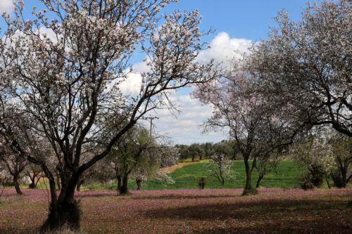Χρώματα, αρώματα κι ένα μαγευτικό τοπίο γεμάτο ανθισμένες αμυγδαλιές. Και όλα αυτά σε ένα ανθισμένο λιβάδι στο δρόμο προς το χωριό Φικάρδου, Παρασκεή 10 Μαρτίου 2023. Τα ροζ λουλούδια που είναι Σφυρούιν (Lamium Amplexicaule ή το λάμιον το περίβλαστον), σε συνδυασμό με τις ανθισμένες αμυγδαλιές, την καταπράσινη κυπριακή φύση δημιουργούν ένα πανέμορφο τοπίο....