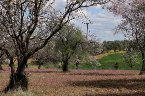 Χρώματα, αρώματα κι ένα μαγευτικό τοπίο γεμάτο ανθισμένες αμυγδαλιές. Και όλα αυτά σε ένα ανθισμένο λιβάδι στο δρόμο προς το χωριό Φικάρδου, Παρασκεή 10 Μαρτίου 2023. Τα ροζ λουλούδια που είναι Σφυρούιν (Lamium Amplexicaule ή το λάμιον το περίβλαστον), σε συνδυασμό με τις ανθισμένες αμυγδαλιές, την καταπράσινη κυπριακή φύση δημιουργούν ένα πανέμορφο τοπίο....