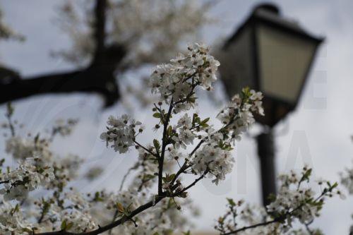 epa10535272 A blooming tree in Spring weather in downtown area of Tbilisi, Georgia, 21 March 2023. Temperatures reportedly reached up to 18 degrees Celsius in the Georgian capital.  EPA/ZURAB KURTSIKIDZE