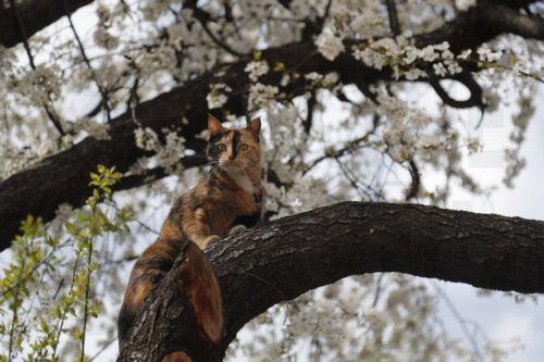 epa10535273 A cat sits on a blooming tree in downtown area of Tbilisi, Georgia, 21 March 2023. Temperatures reportedly reached up to 18 degrees Celsius in the Georgian capital.  EPA/ZURAB KURTSIKIDZE