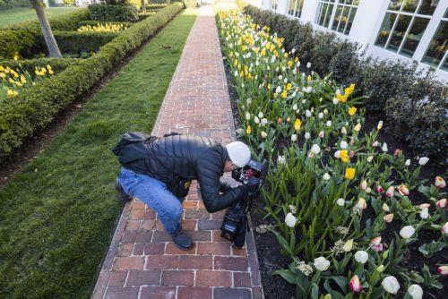 epa10550674 A television videographer records flowers during a media preview of the White House's annual Spring Garden Tour in Washington, DC, USA, 30 March 2023. About 40,000 members of the public will tour the White House grounds this spring, which are the oldest publicly maintained landscape in the United States.  EPA/JIM LO SCALZO