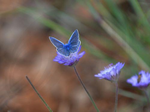 Πεταλούδα στέκεται σε λουλούδι στη φύση του Ναυπλίου, Δευτέρα 29 Μαΐου 2023. ΑΠΕ-ΜΠΕ /ΑΠΕ-ΜΠΕ/ΜΠΟΥΓΙΩΤΗΣ ΕΥΑΓΓΕΛΟΣ