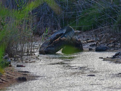 Σκουπίδια διακρίνονται στον υδροβιότοπο του Ναυπλίου κατά την Παγκόσμια Ημέρα Περιβάλλλοντος,  Δευτέρα 5 Ιουνίου 2023. Η Παγκόσμια Ημέρα Περιβάλλοντος γιορτάζεται κάθε χρόνο στις 5 Ιουνίου και αποτελεί την κύρια εκδήλωση του ΟΗΕ για την ενημέρωση του παγκόσμιου κοινού σχετικά με περιβαλλοντικά προβλήματα που αντιμετωπίζει η ανθρωπότητα.  ΑΠΕ-ΜΠΕ...