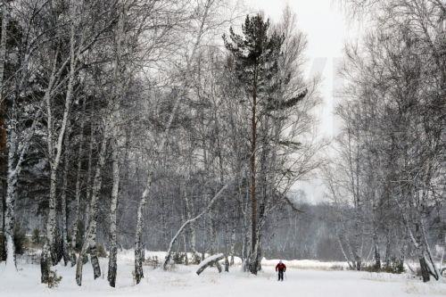 epa11014892 A person skis in a snow-covered forest outside the Siberian town of Tulun, Irkutsk region, Russia, 06 December 2023.  EPA/MAXIM SHIPENKOV