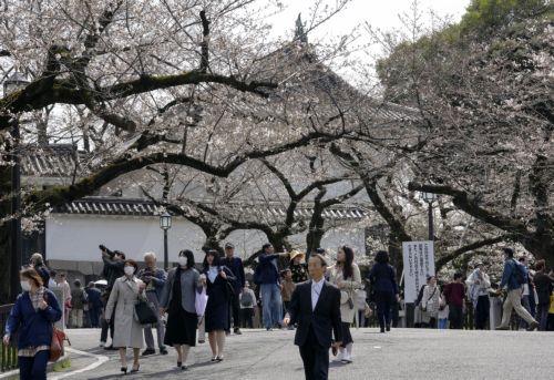 epa11255164 Visitors enjoy viewing cherry blossoms starting to bloom in Tokyo, Japan, 02 April 2024. The flower is a symbol of the arrival of spring in Japan. Japan Meteorological Agency (JMA) announced in 2022 that the cherry blossom flowering dates have been getting earlier at a rate of change of 1.1 days per decade since 1953. According to the agency...