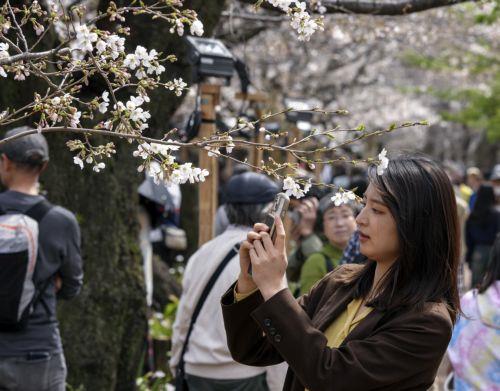 epa11255168 A visitor takes a photo of cherry blossoms starting to bloom on Chidorigafuchi Moat in Tokyo, Japan, 02 April 2024. The flower is a symbol of the arrival of spring in Japan. Japan Meteorological Agency (JMA) announced in 2022 that the cherry blossom flowering dates have been getting earlier at a rate of change of 1.1 days per decade since 1953....