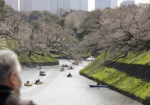 epa11255172 Visitors ride on boats to enjoy viewing cherry blossoms starting to bloom on Chidorigafuchi Moat in Tokyo, Japan, 02 April 2024. The flower is a symbol of the arrival of spring in Japan. Japan Meteorological Agency (JMA) announced in 2022 that the cherry blossom flowering dates have been getting earlier at a rate of change of 1.1 days per decade...