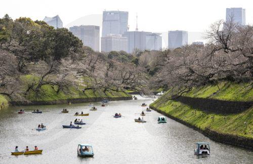epaselect epa11255163 Visitors ride on boats to enjoy viewing cherry blossoms starting to bloom on Chidorigafuchi Moat in Tokyo, Japan, 02 April 2024. The flower is a symbol of the arrival of spring in Japan. Japan Meteorological Agency (JMA) announced in 2022 that the cherry blossom flowering dates have been getting earlier at a rate of change of 1.1 days...