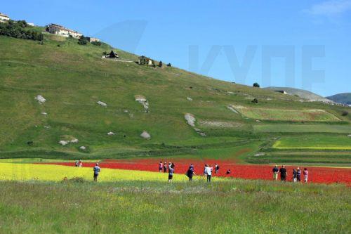epa11417399 Visitors view of the blossoming fields around the village of Castelluccio di Norcia, Umbria region, Italy, 17 June 2024, offering a breathtaking flowering landscape. The flowering of lentils on the highlands of the Sibillini Mountains National Park is considered unique in the world. Visitors on 25-26 June, on 02 and 03 as well as on 09 and 10...