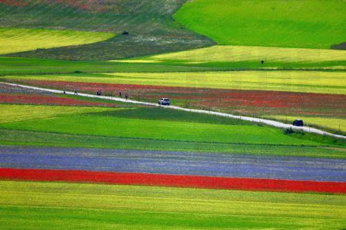 epaselect epa11417401 Motorists have left their vehicles to view of the blossoming fields around the village of Castelluccio di Norcia, Umbria region, Italy, 17 June 2024, offering a breathtaking flowering landscape. The flowering of lentils on the highlands of the Sibillini Mountains National Park is considered unique in the world. Visitors on 25-26 June,...