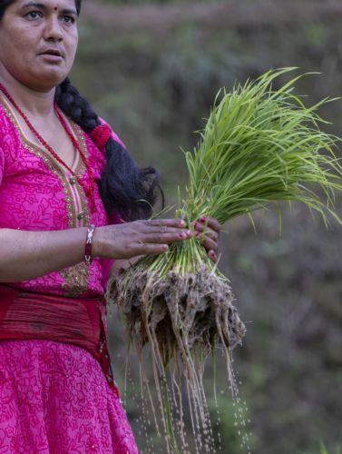 epa11436026 A Nepalese farmer holds a bundle of rice saplings to be planted during the beginning of the monsoon season in the Tinpiple village, on the outskirts of Kathmandu, Nepal, 25 June 2024. The annual monsoon season in Nepal normally begins in mid-June, lasting until the end of August or early September. According to the Ministry of Agriculture and...