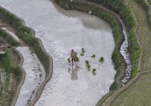 epa11436029 A Nepalese farmer prepares to plant rice saplings in a terraced paddy field during the beginning of the monsoon season in the Tinpiple village, on the outskirts of Kathmandu, Nepal, 25 June 2024. The annual monsoon season in Nepal normally begins in mid-June, lasting until the end of August or early September. According to the Ministry of...